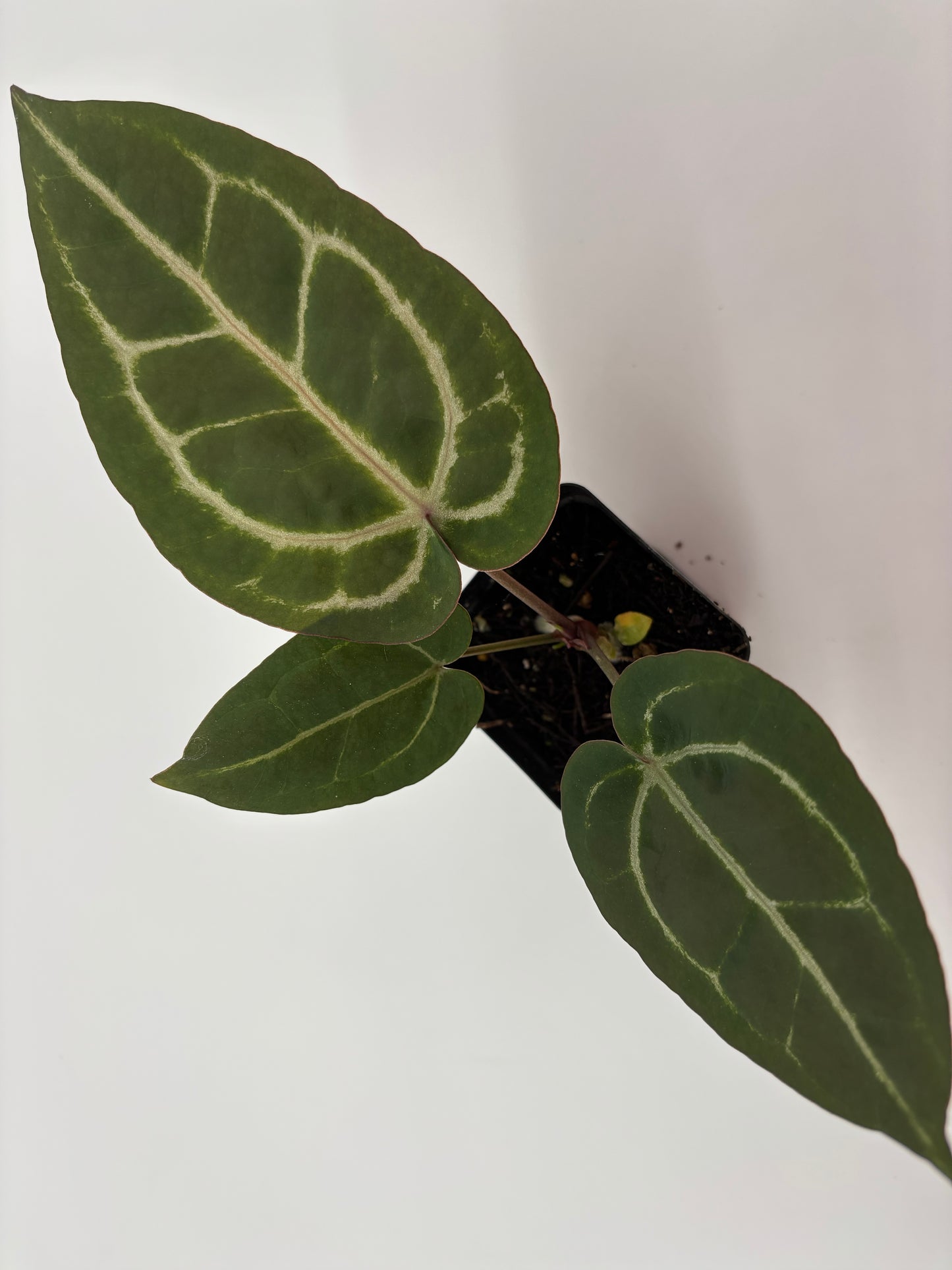 (Black Widow x Michelle) x (Zara x Michelle)