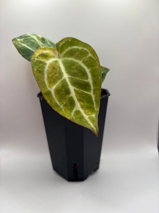 Variegated Pap x Mag