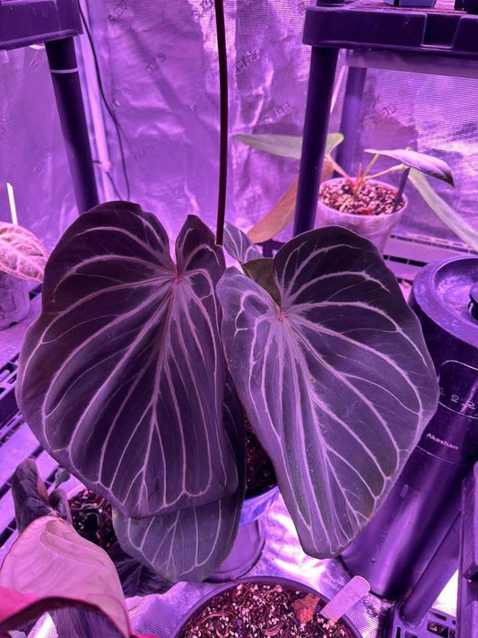 KOS x Michelle Germinated Seed (1)