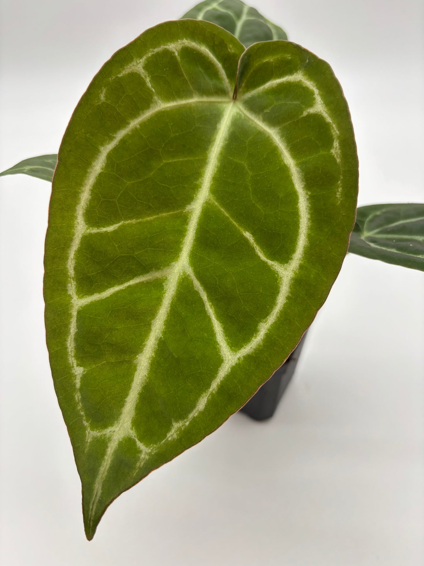 (Brielle x Red Crystal) x Open