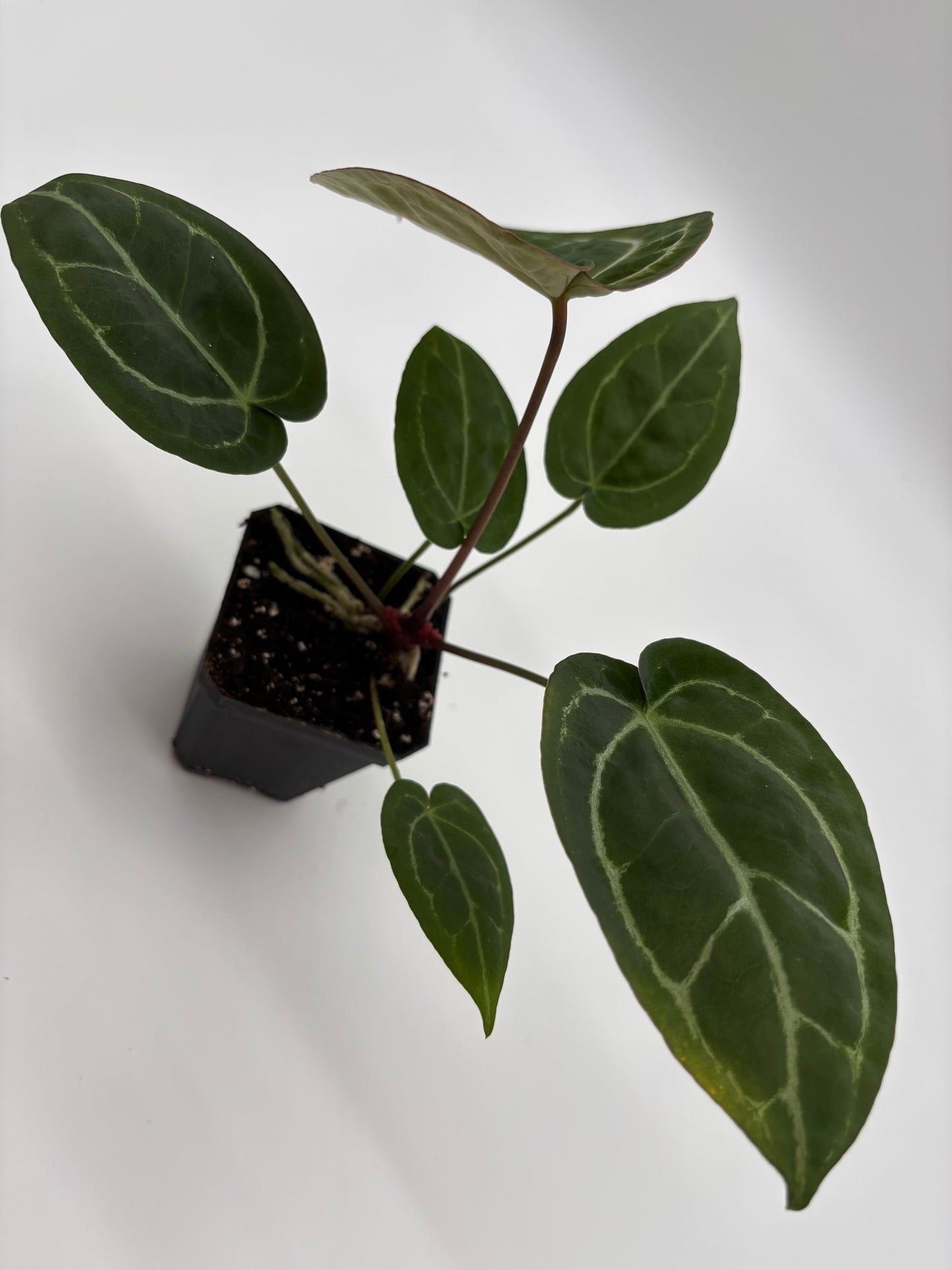 (Brielle x Red Crystal) x Open