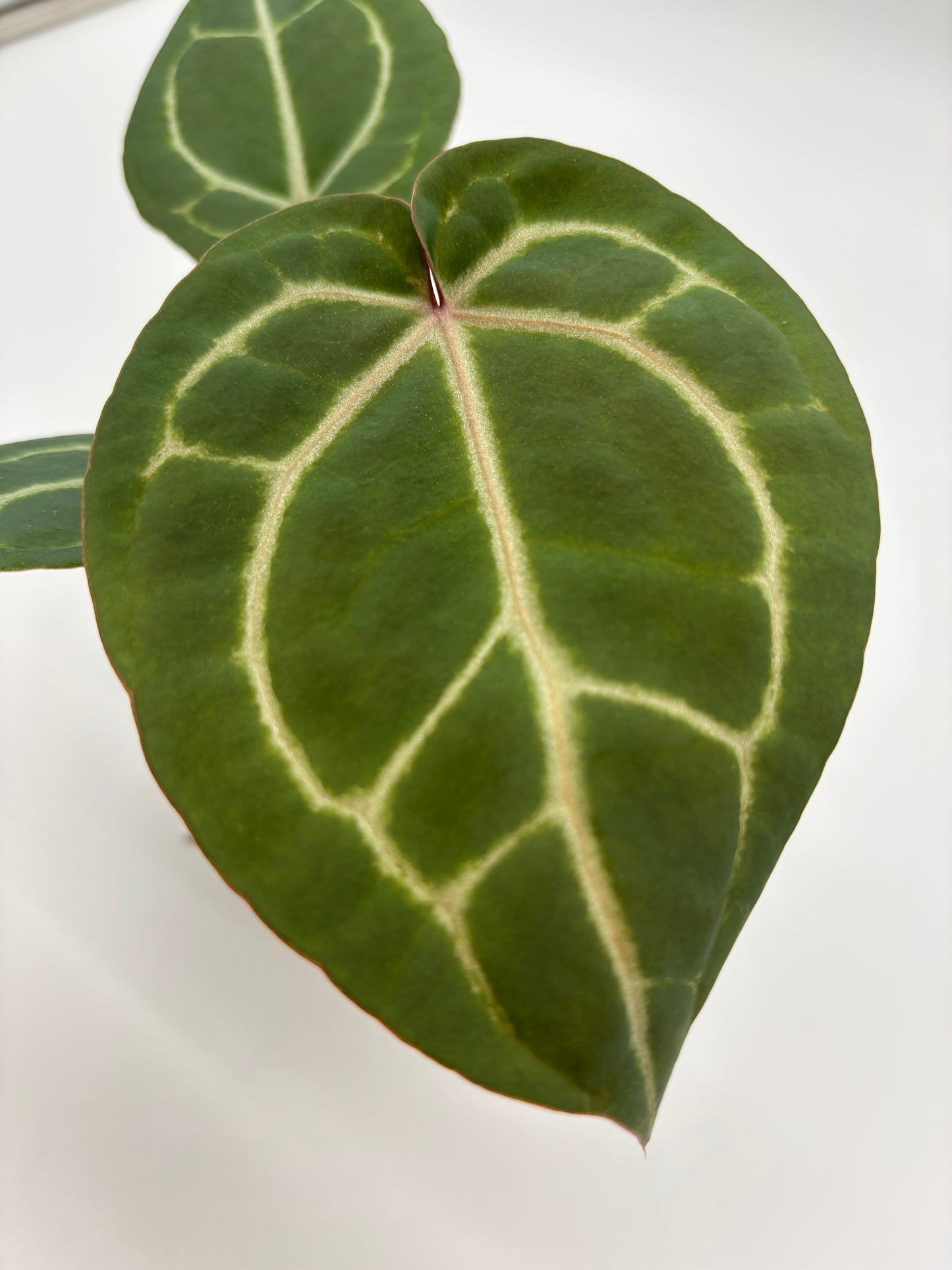 (Black Widow x Michelle) x (Zara x Michelle)