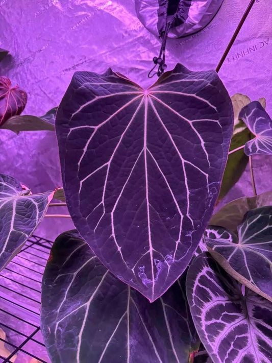 BWM x Boogie germinated seed