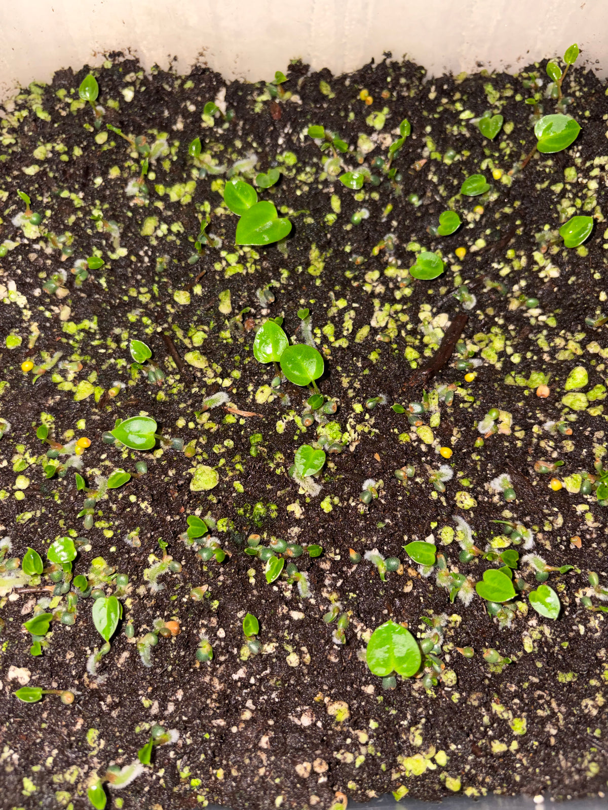 Carla RA10 self x NSE Carla sprout