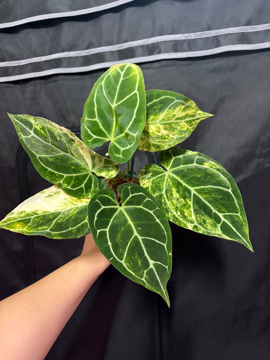Variegated Red Crystal