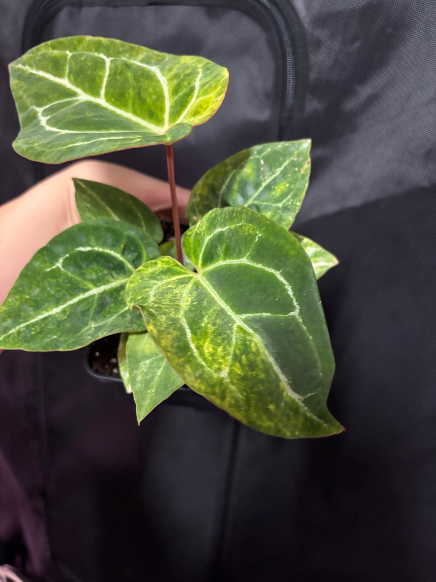 Variegated Pap x Mag