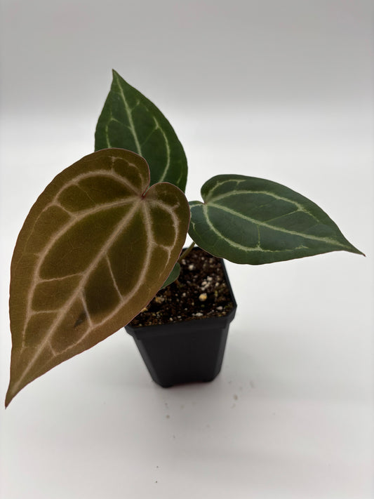 (Brielle x Red Crystal) x Open