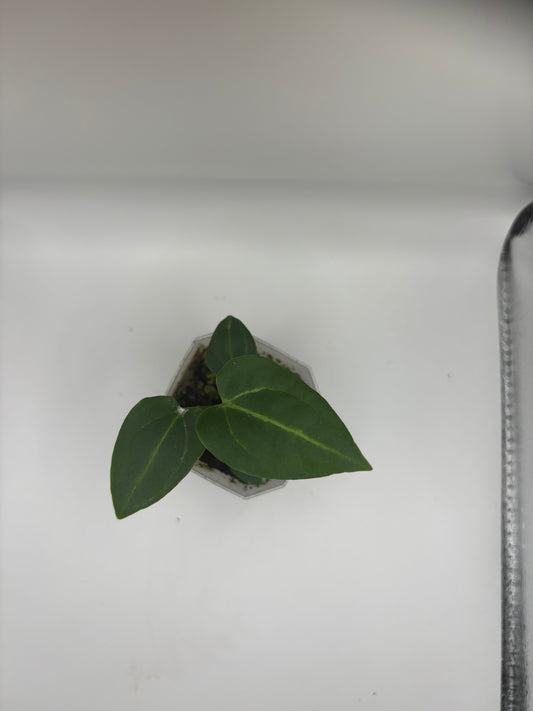 Carla Unnumbered (seed grown) x Unnumbered (seed grown) SEEDLING