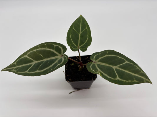 (Black Widow x Michelle) x (Zara x Michelle)