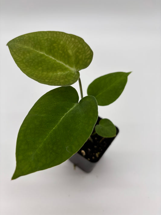 (AOS x Hoffmannii) x (Forgetii)