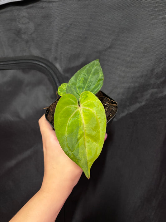 Mag X Red Vein Dark Phoenix
