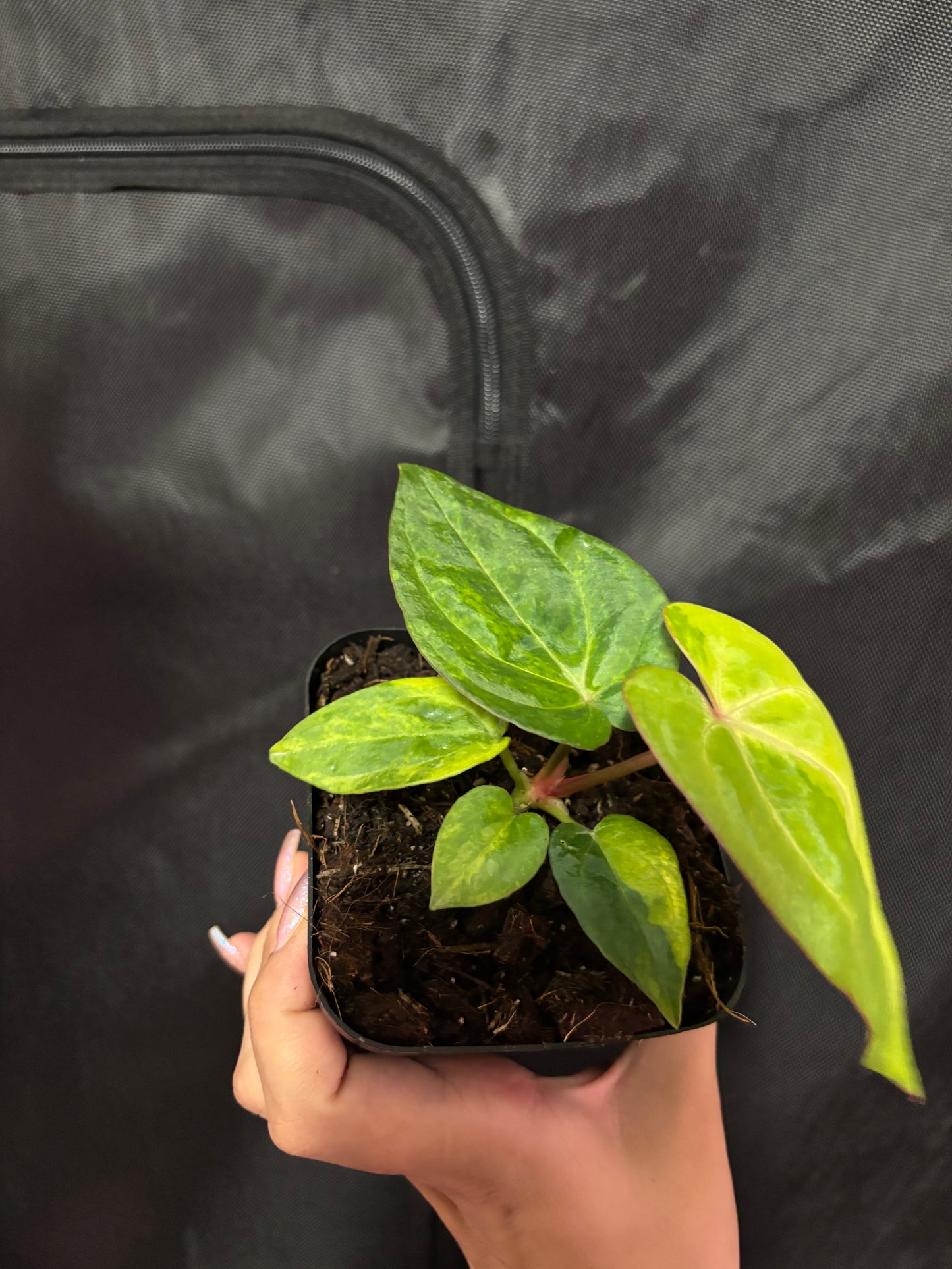 Mag X Red Vein Dark Phoenix