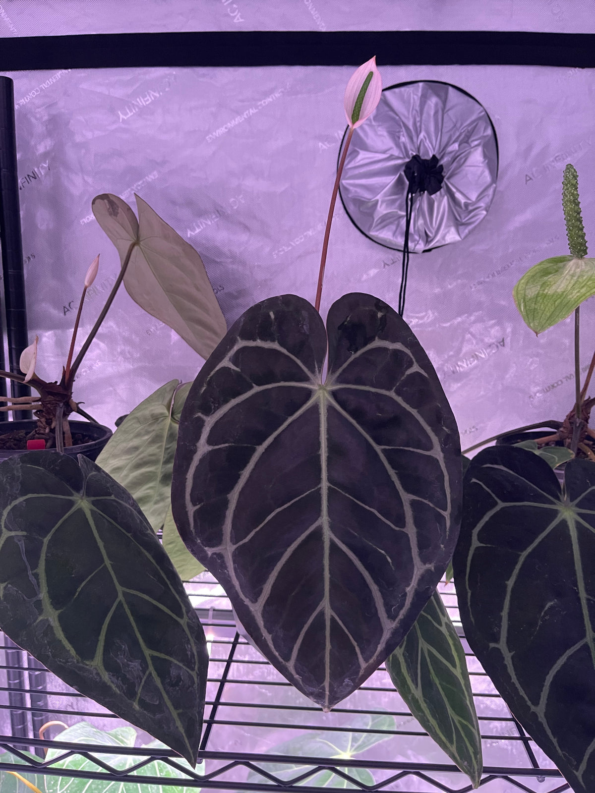 Carla RA10 self x NSE Carla sprout