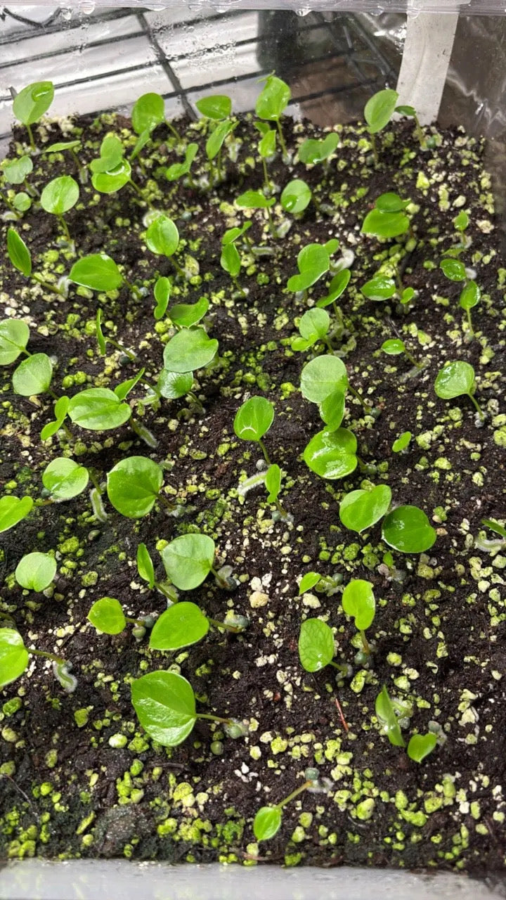 (Eastern Dress x Windy Dress) x (Eastern Dress clone #1) seedling