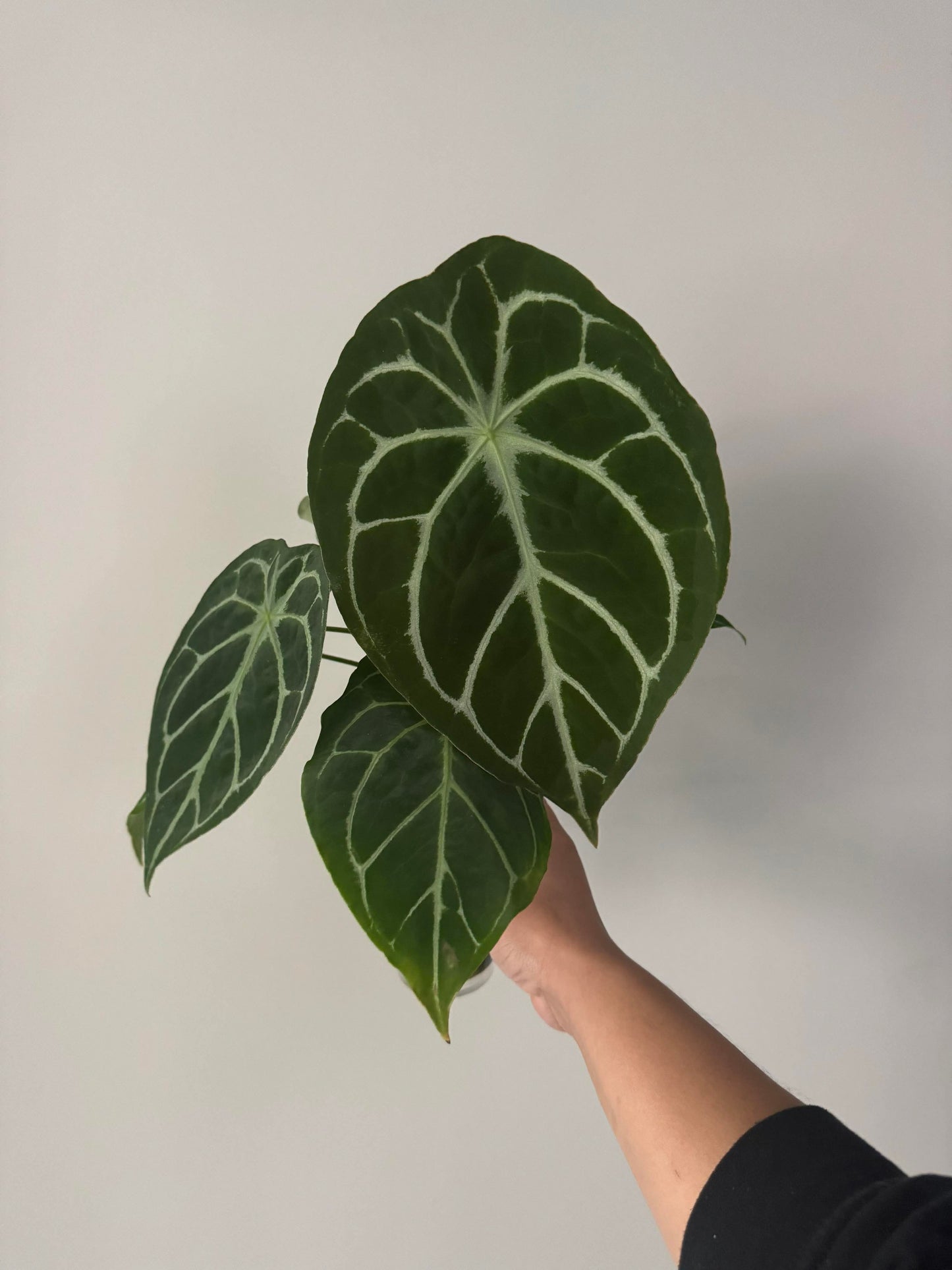 (Red Crystal x Dress) x (Dorayaki x Forgetii) seedling