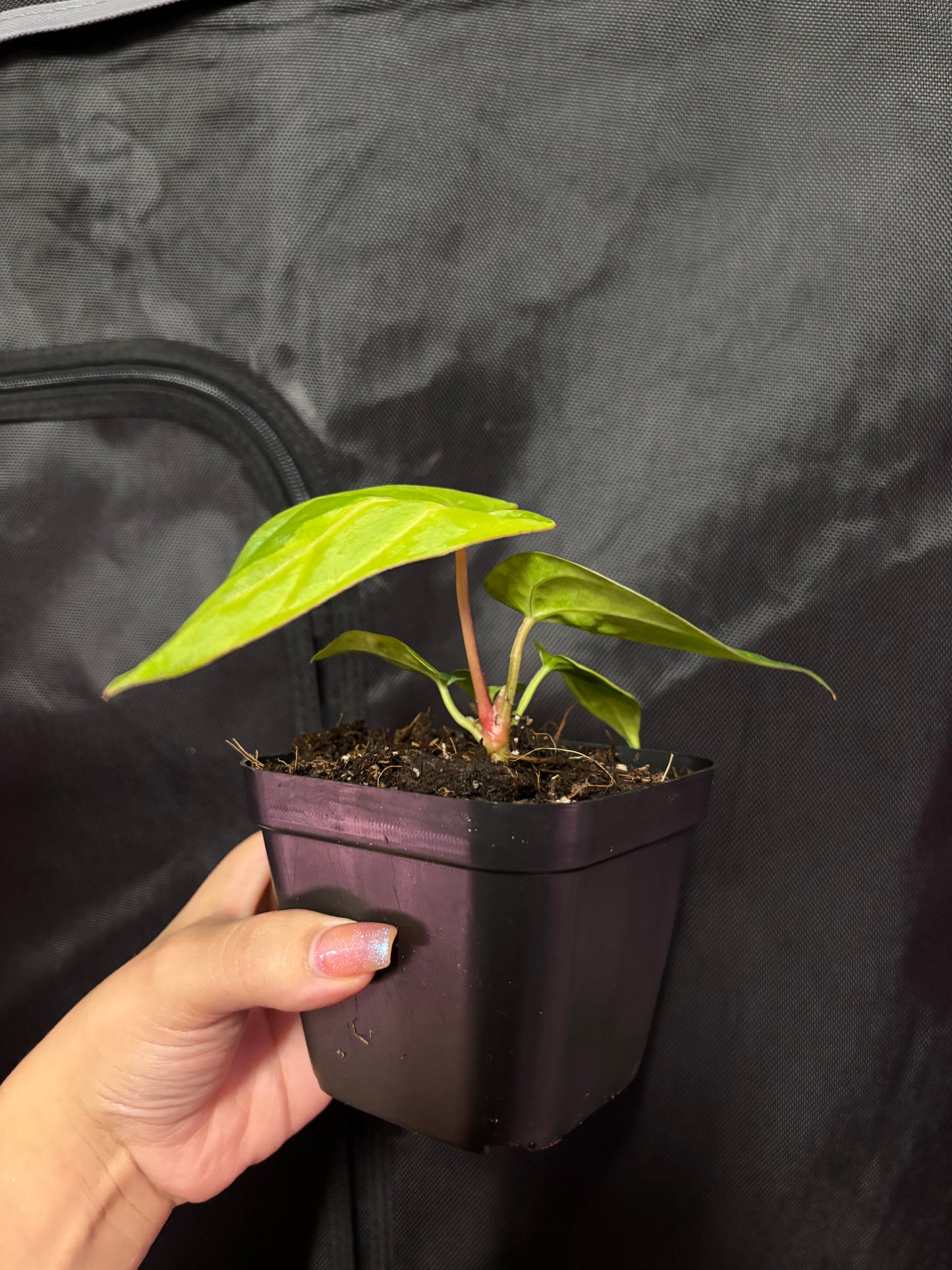 Mag X Red Vein Dark Phoenix