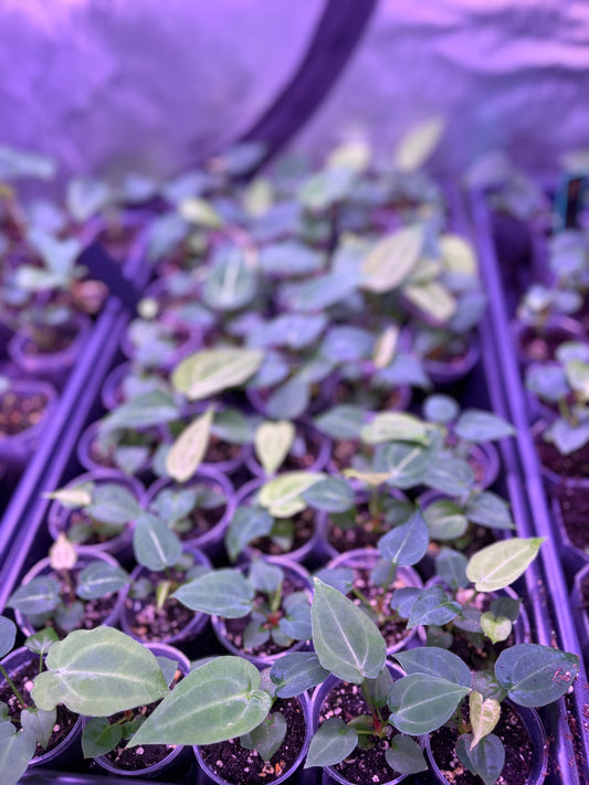 (Red Crystal x Dress) x (Dorayaki x Forgetii) seedling