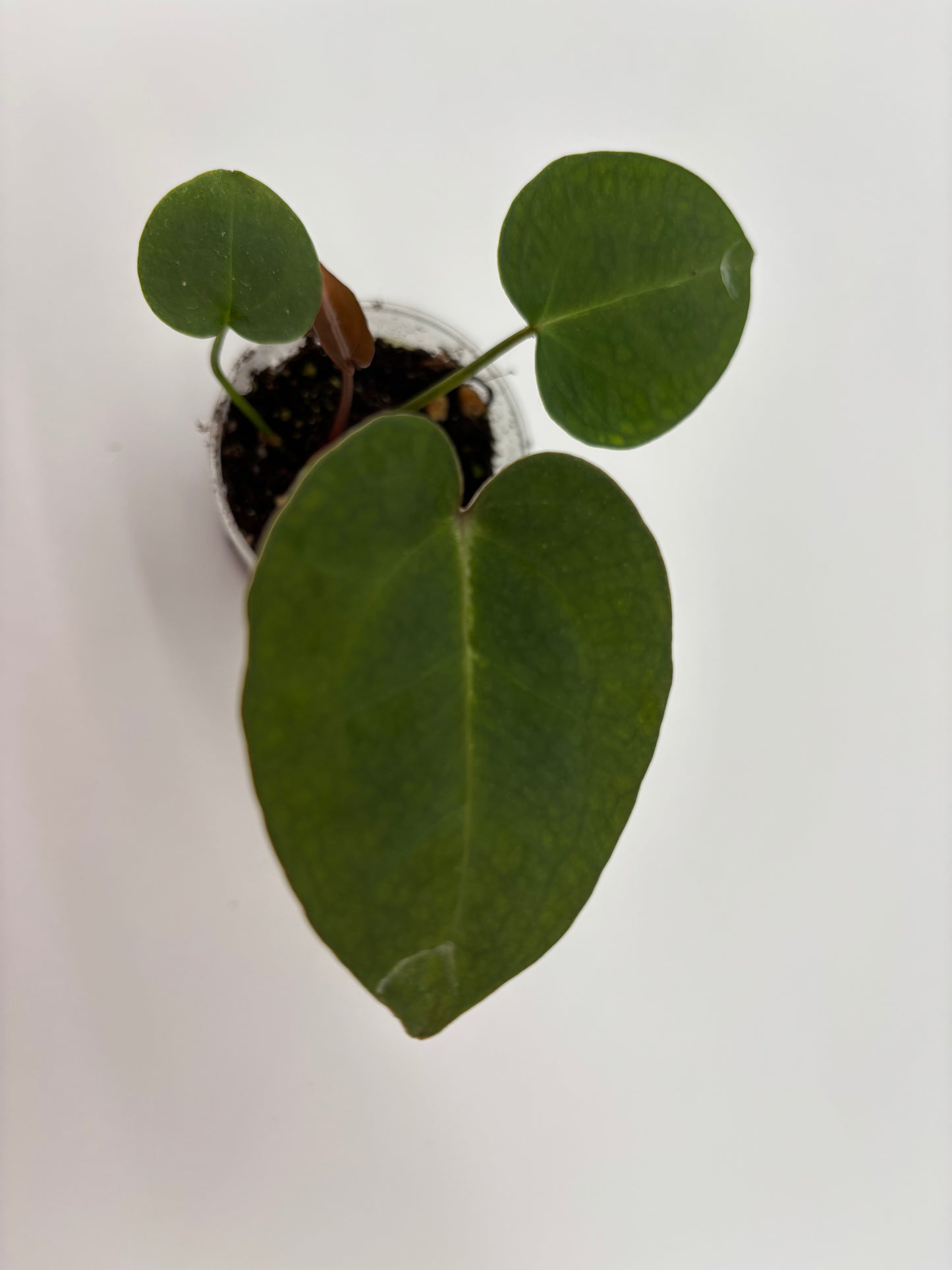 (AOS x Hoffmannii) x (Forgetii)