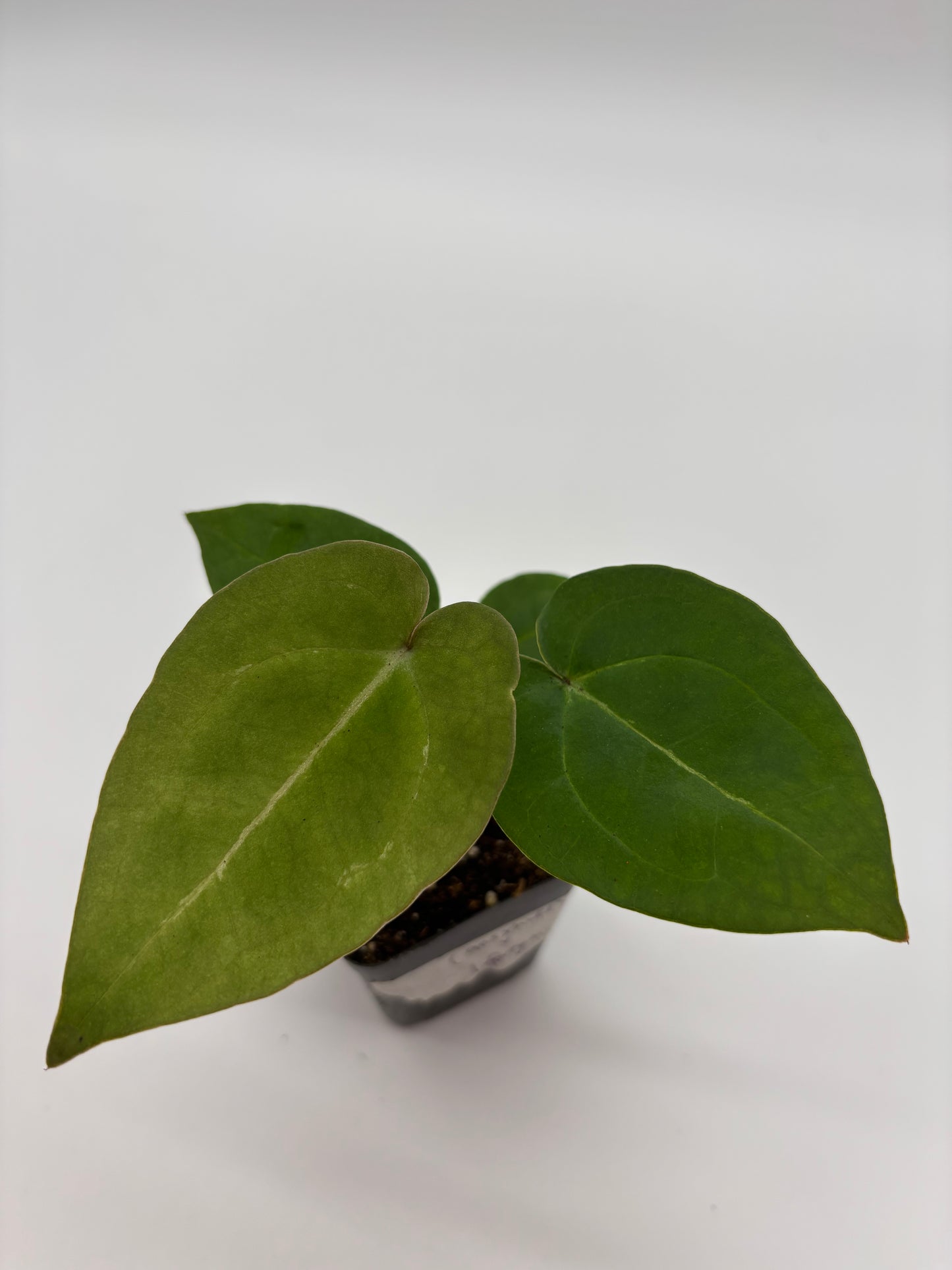 (AOS x Hoffmannii) x (Forgetii)