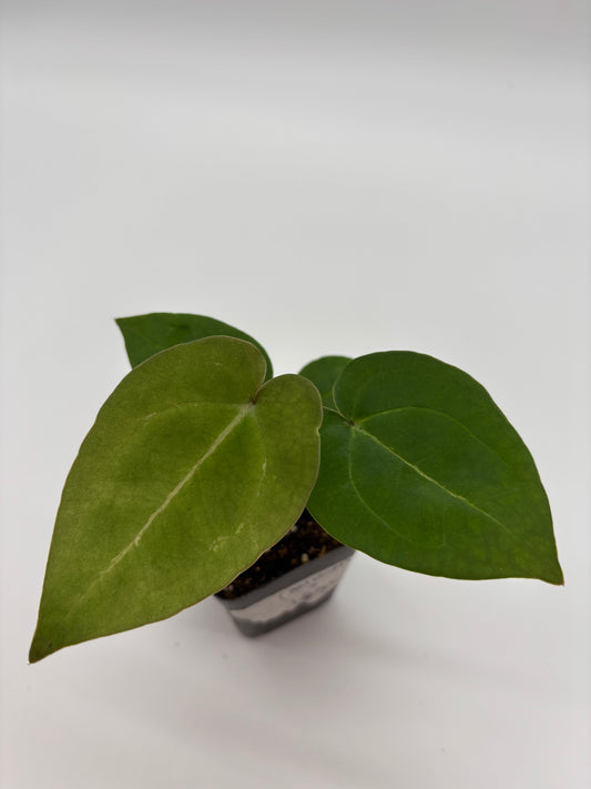 (AOS x Hoffmannii) x (Forgetii)