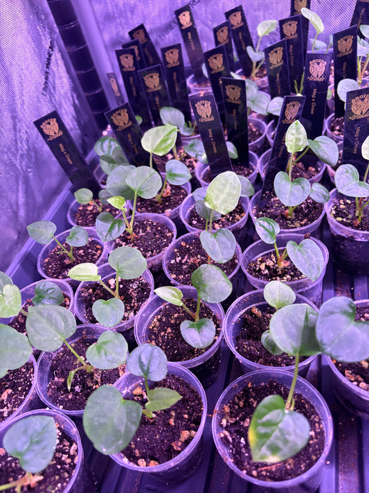Mag x Dressleri seedling
