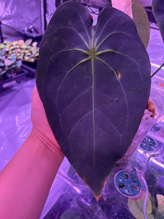 Yellow Spider x self Germinated seed