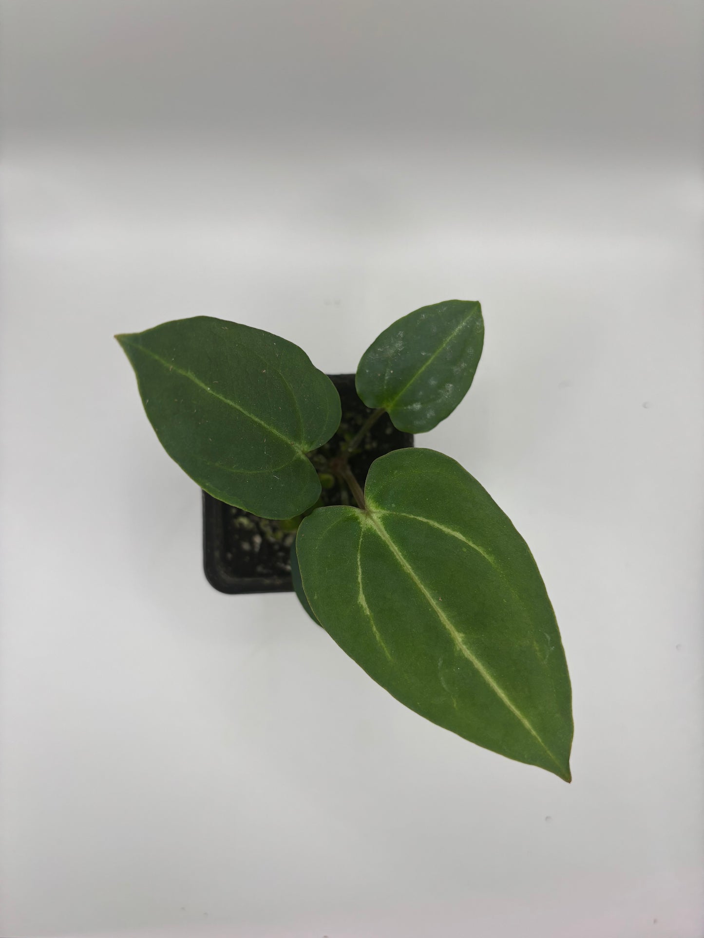 Carla Unnumbered (seed grown) x Unnumbered (seed grown) SEEDLING