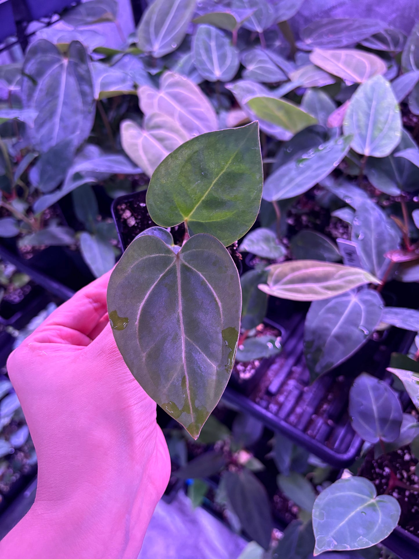 Carla x Dorito Port Seedling GC