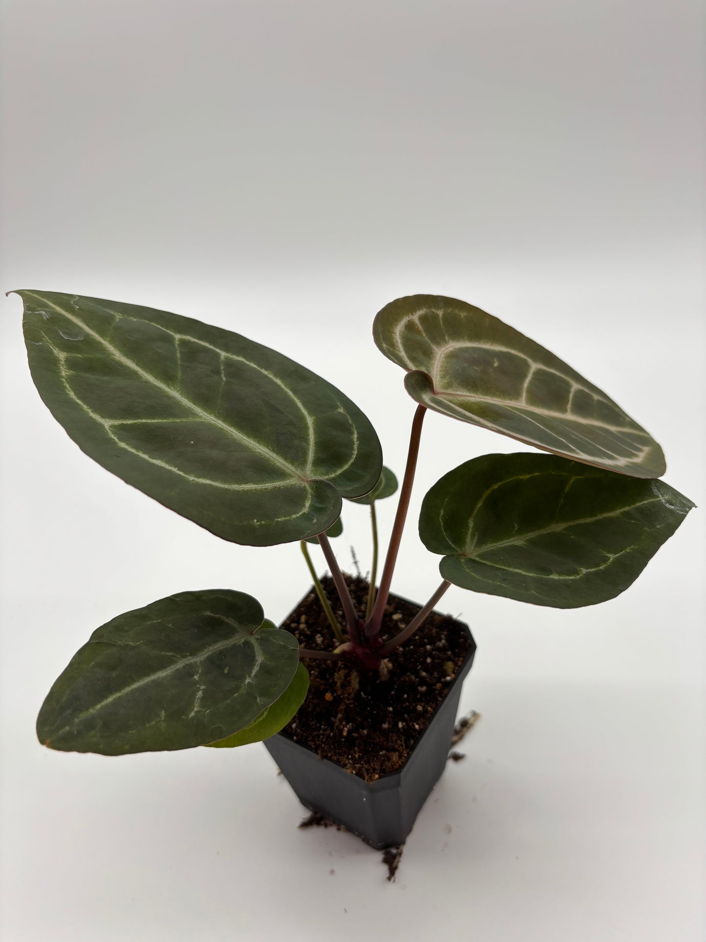 (Brielle x Red Crystal) x Open