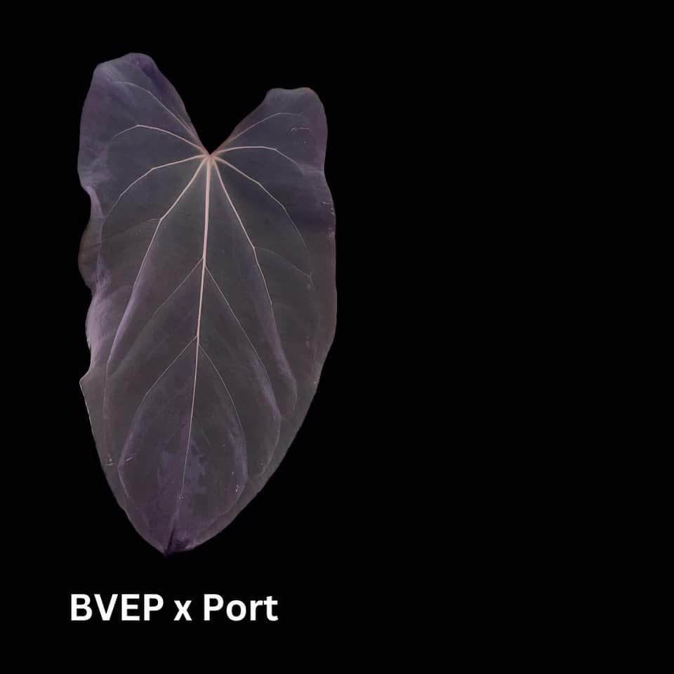 BVEPxPort X Open