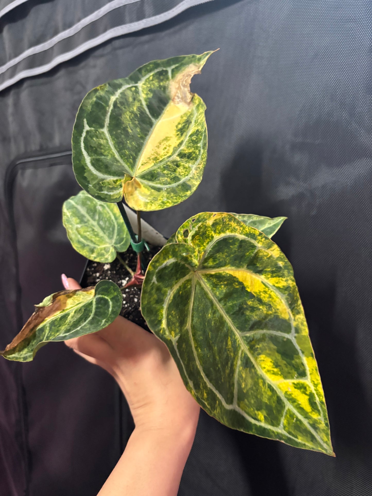 Rusty Long X Tezula Red Crystal