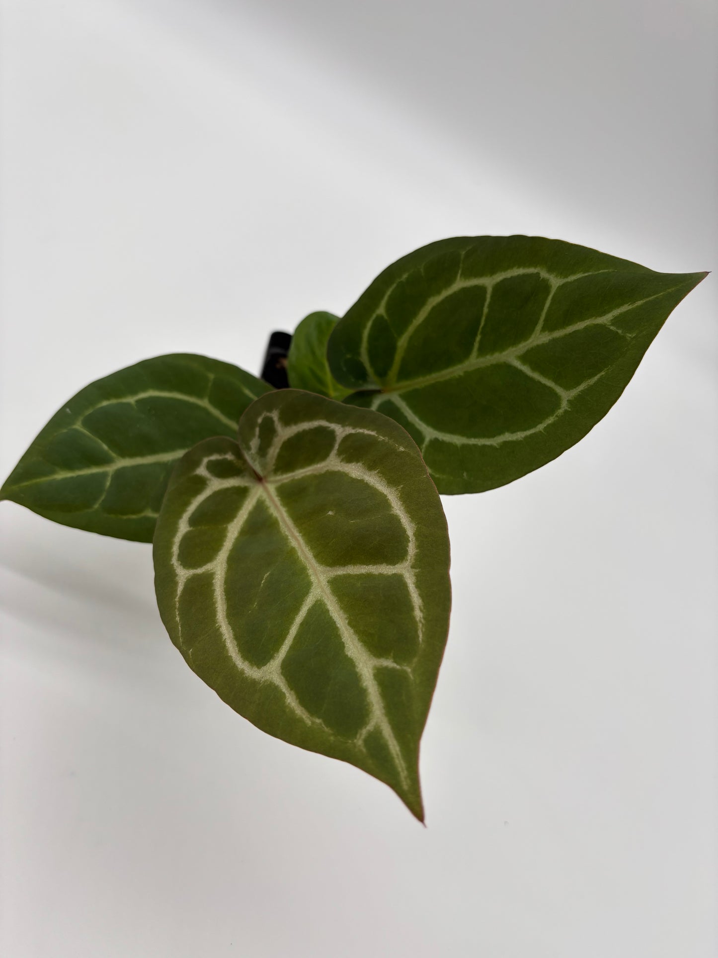 (Black Widow x Michelle) x (Zara x Michelle)