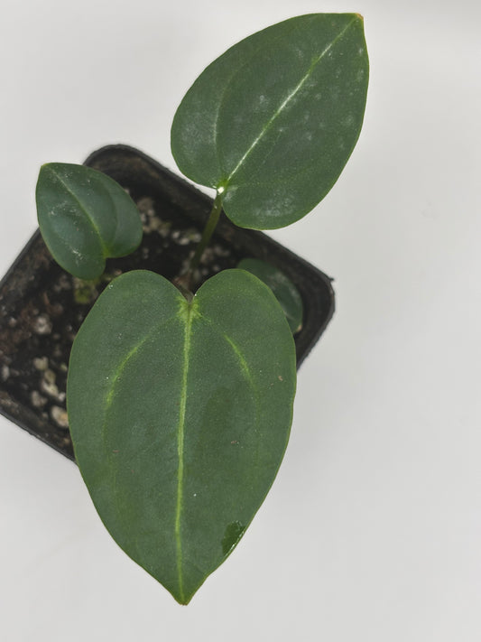 Carla Unnumbered (seed grown) x Unnumbered (seed grown) SEEDLING