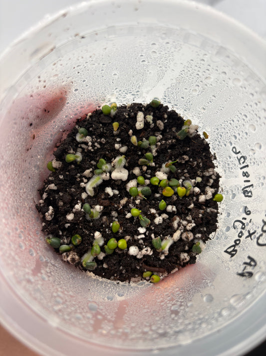 RA Carla x Boogie germinated seed