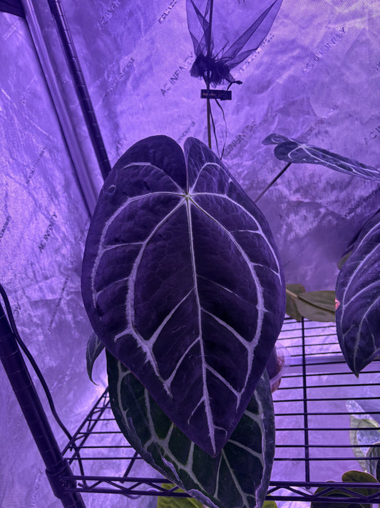 Carla x Dorito Port germinated seed