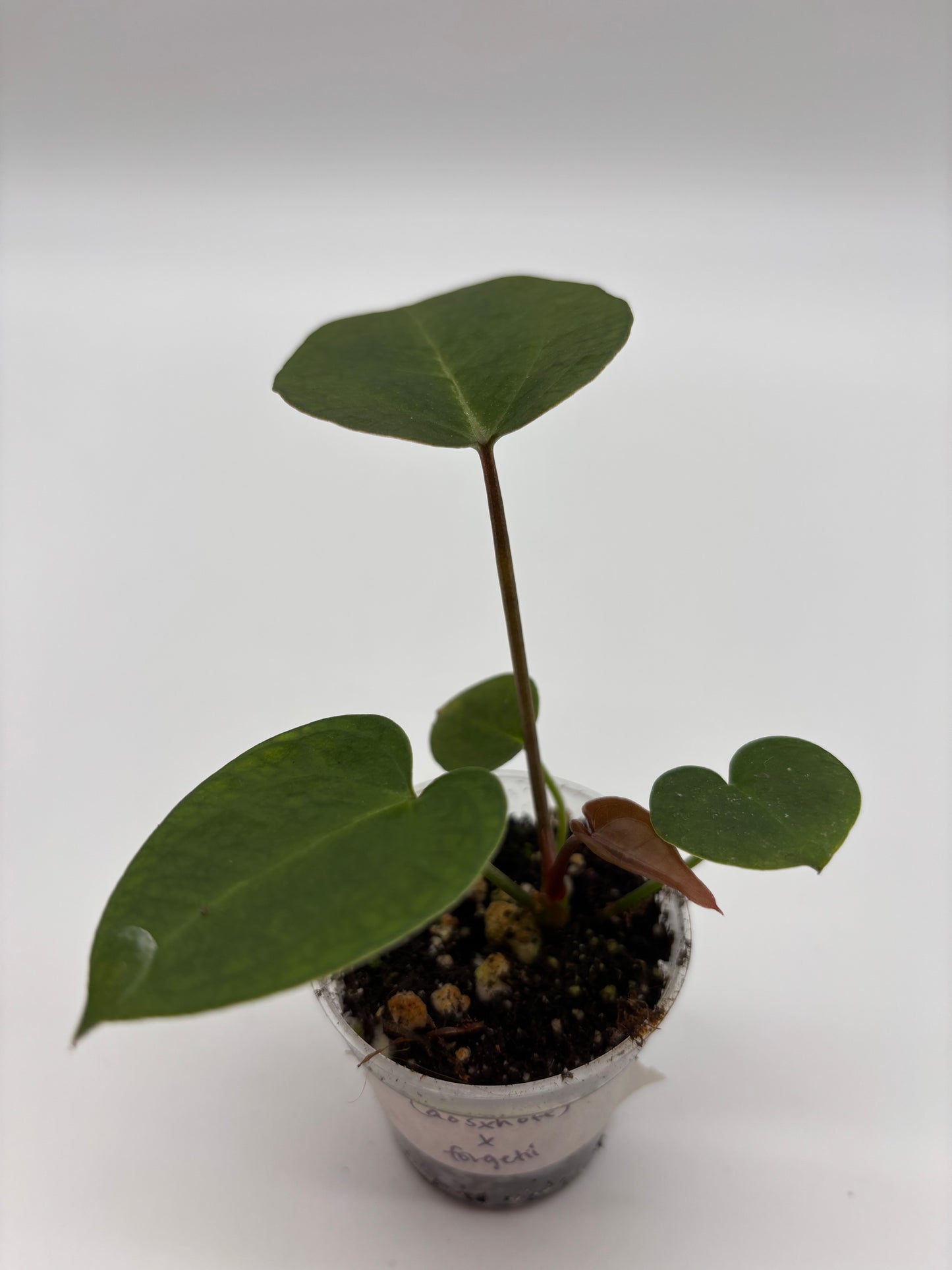 (AOS x Hoffmannii) x (Forgetii)