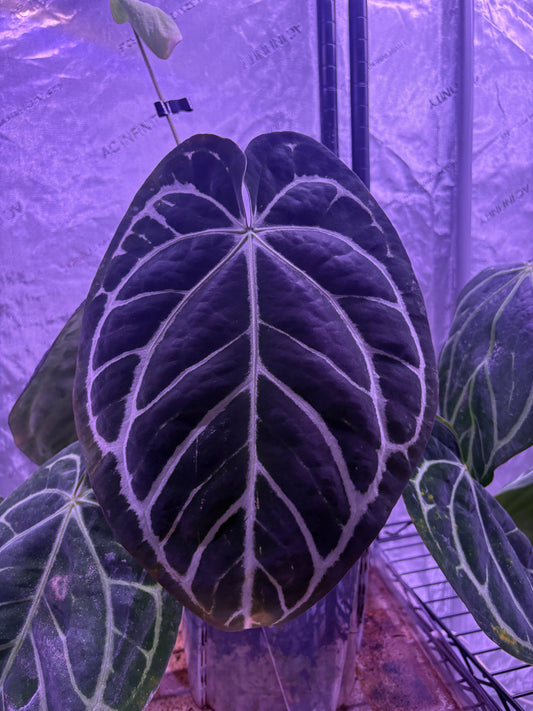 Carla x BVEP Germinated seeds (set of 2)