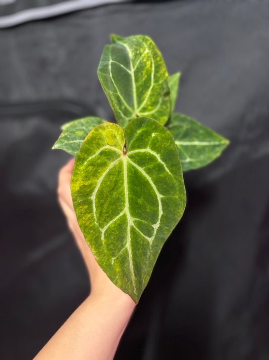 Variegated Pap x Mag