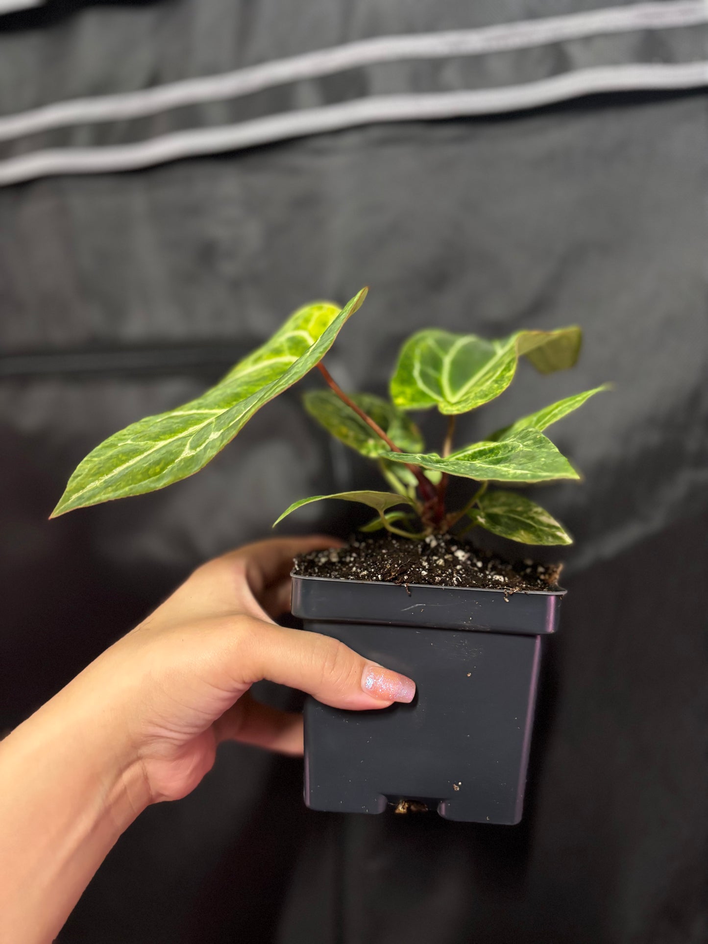 Variegated Pap x Mag