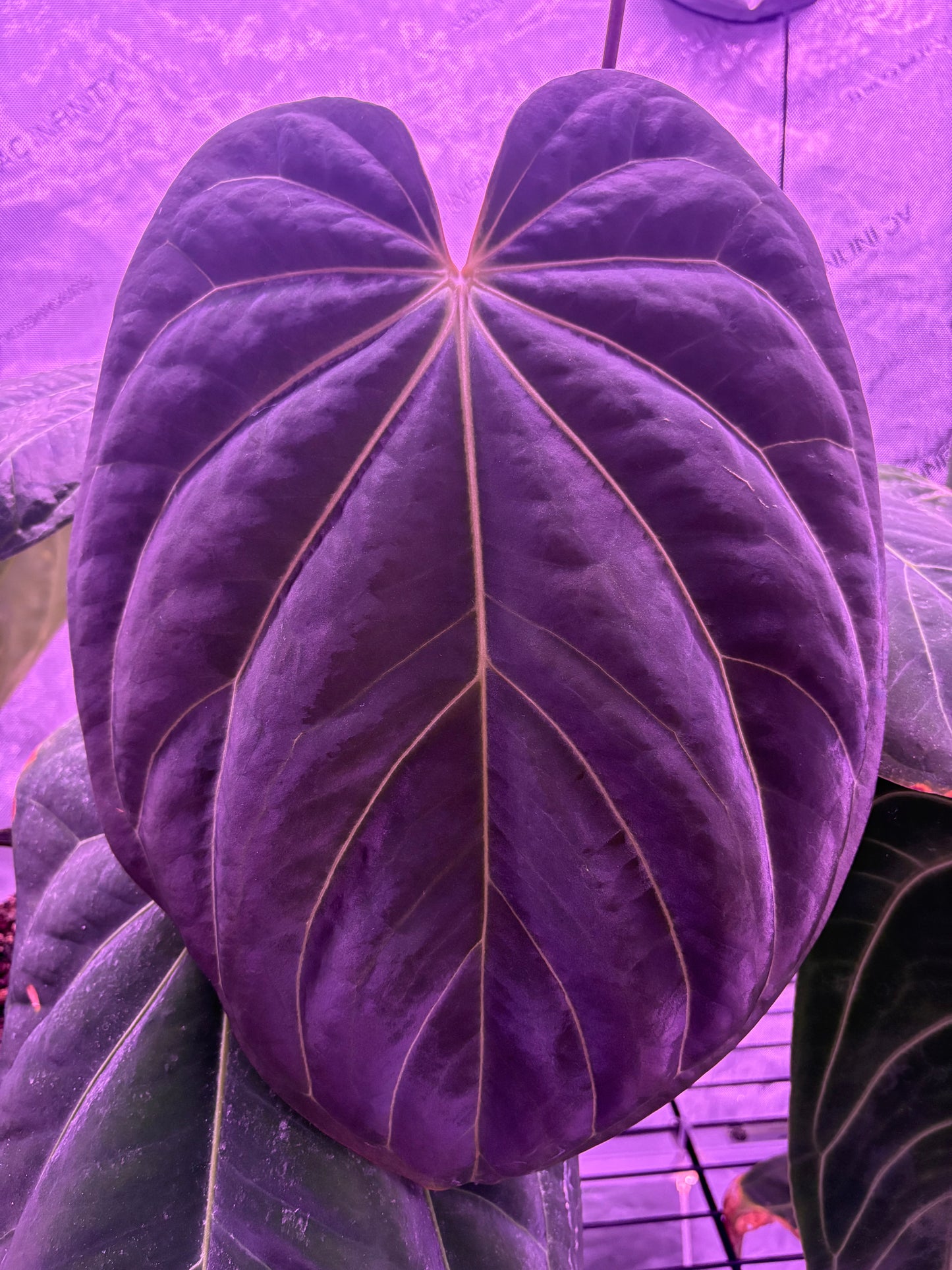 (Red Crystal x BVEP) x (Carla x BVEP) Germinated Seeds (set of 2)