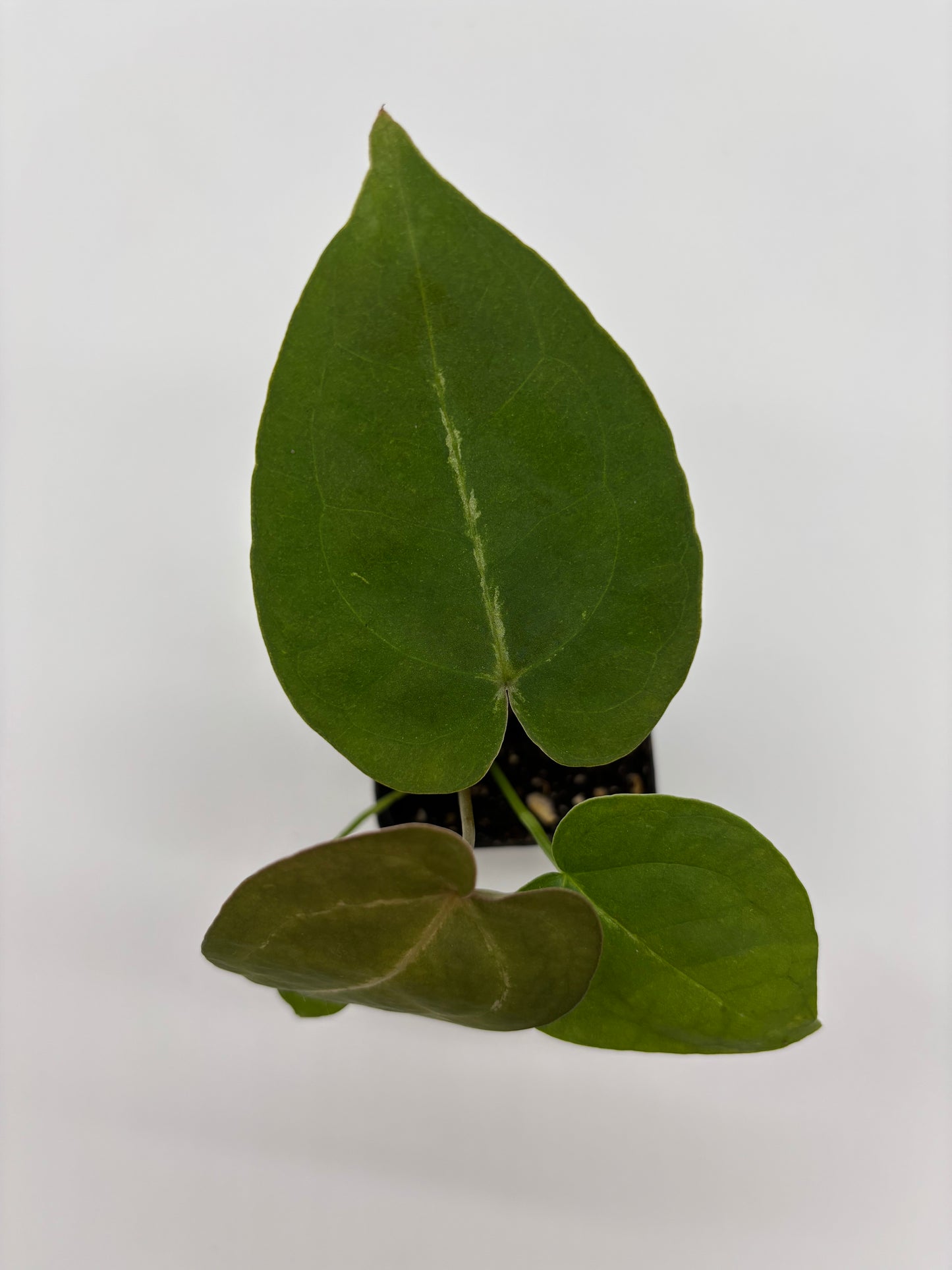 (AOS x Hoffmannii) x (Forgetii)