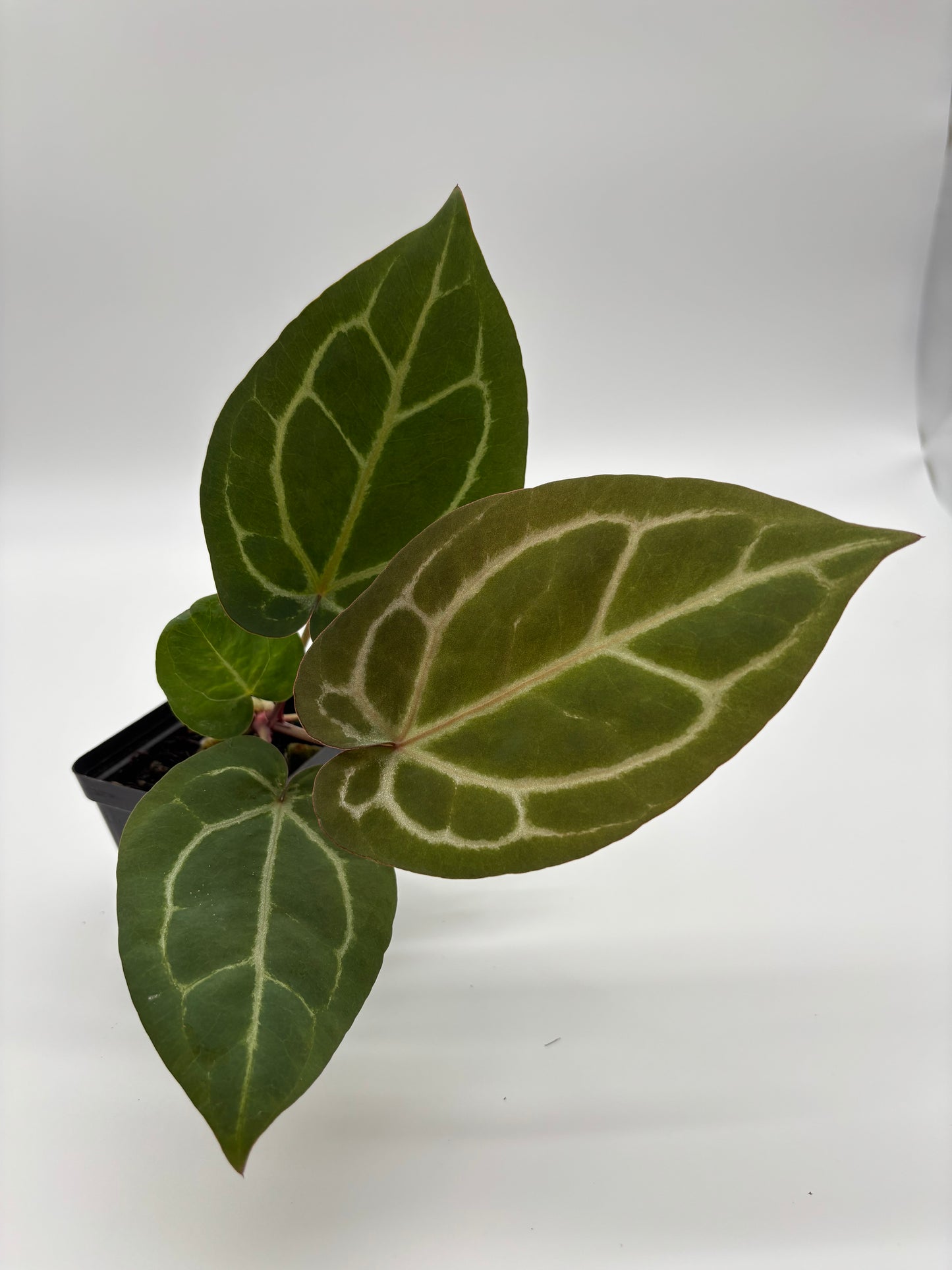 (Black Widow x Michelle) x (Zara x Michelle)