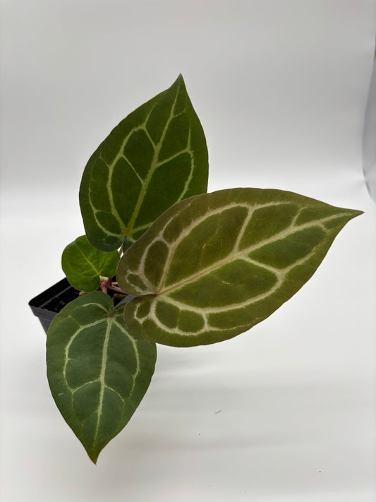 (Black Widow x Michelle) x (Zara x Michelle)