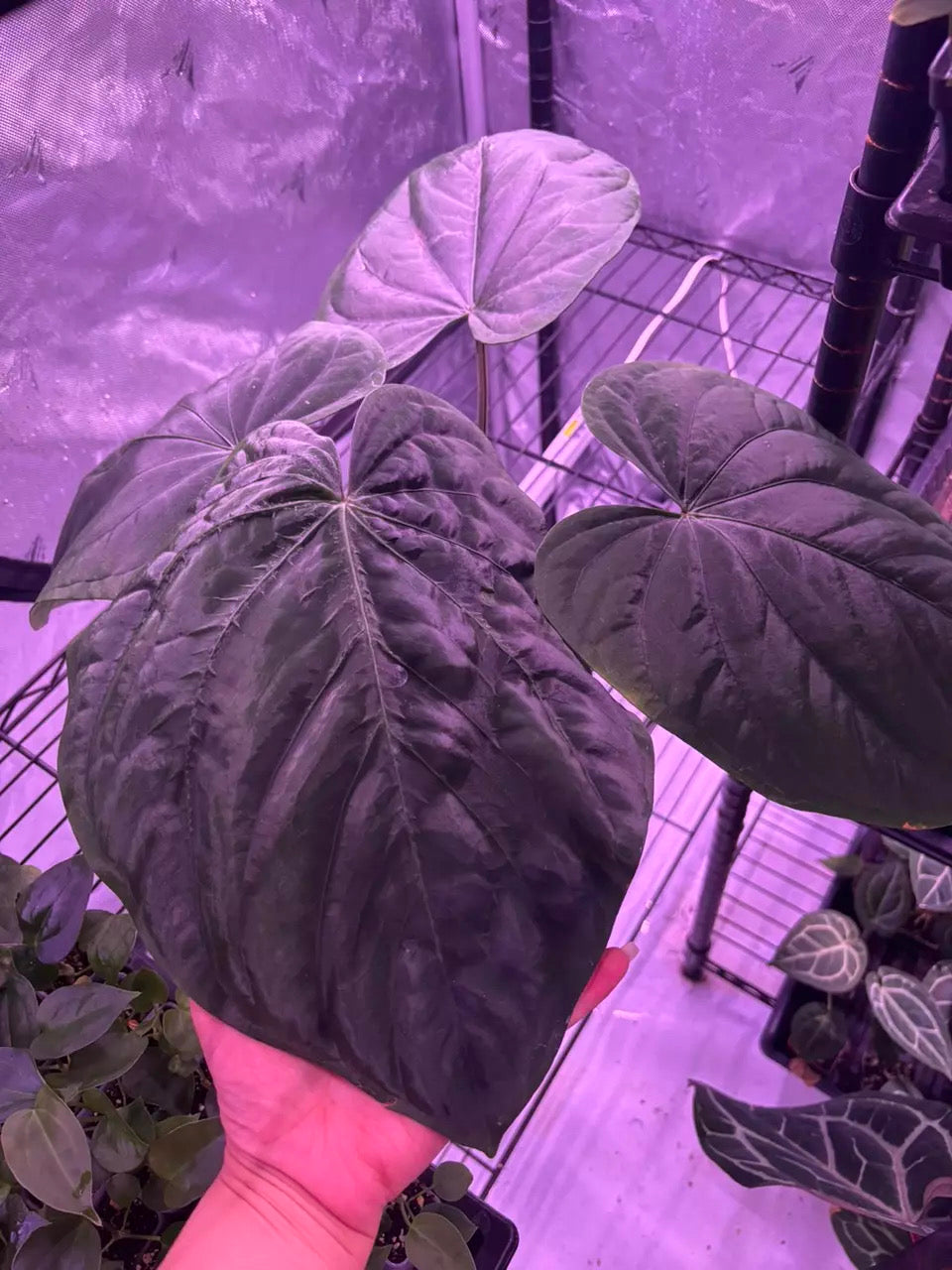 (Eastern Dress x Windy Dress) x (Eastern Dress clone #1) **2 germinated seeds**