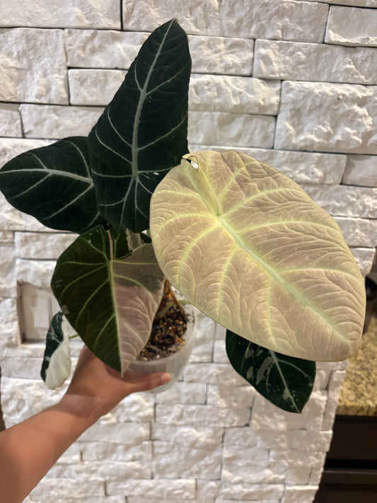 Alocasia Pink Black Velvet