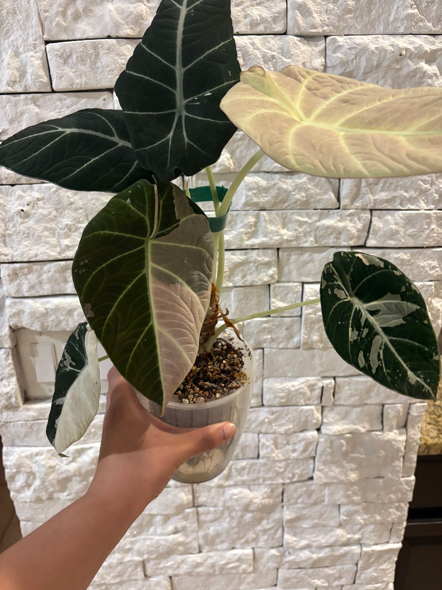 Alocasia Pink Black Velvet